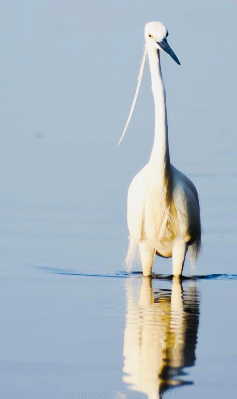 Pelican Lake Udawalawe Esterno foto